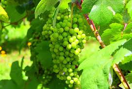 Vinho Verde grape