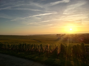 Trimbach vineyard Alsace