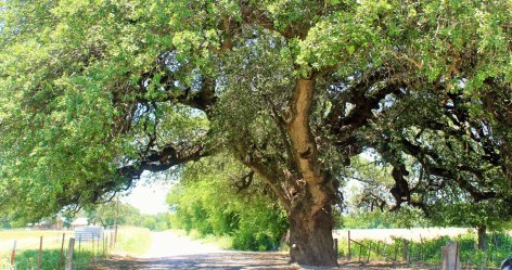 Wedding oak tree