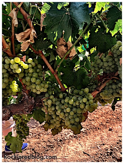 Picpoul grapes in Acquiesce vineyard 