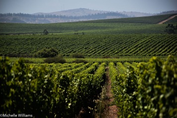 Undurraga's Leyda Valley Vineyard